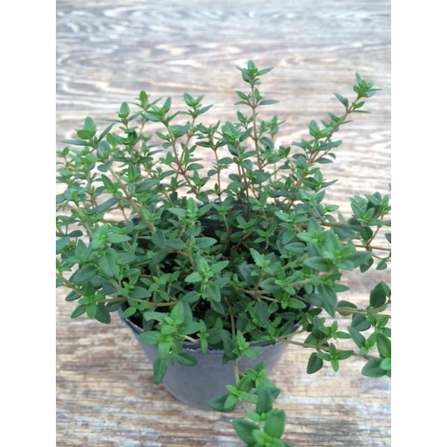 当店農場生産】フレンチタイム 9cmポット苗 食用タイム♪で繁殖力旺盛