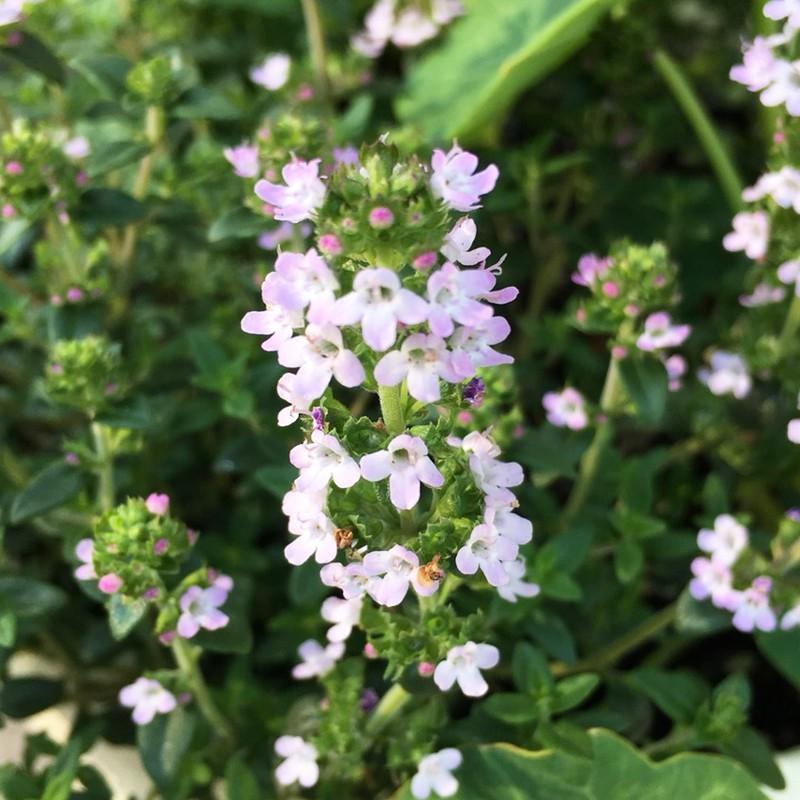 当店農場生産 フレンチタイム 9センチポット苗 食用タイム で繁殖力旺盛 ハニーミント 通販 Yahoo ショッピング