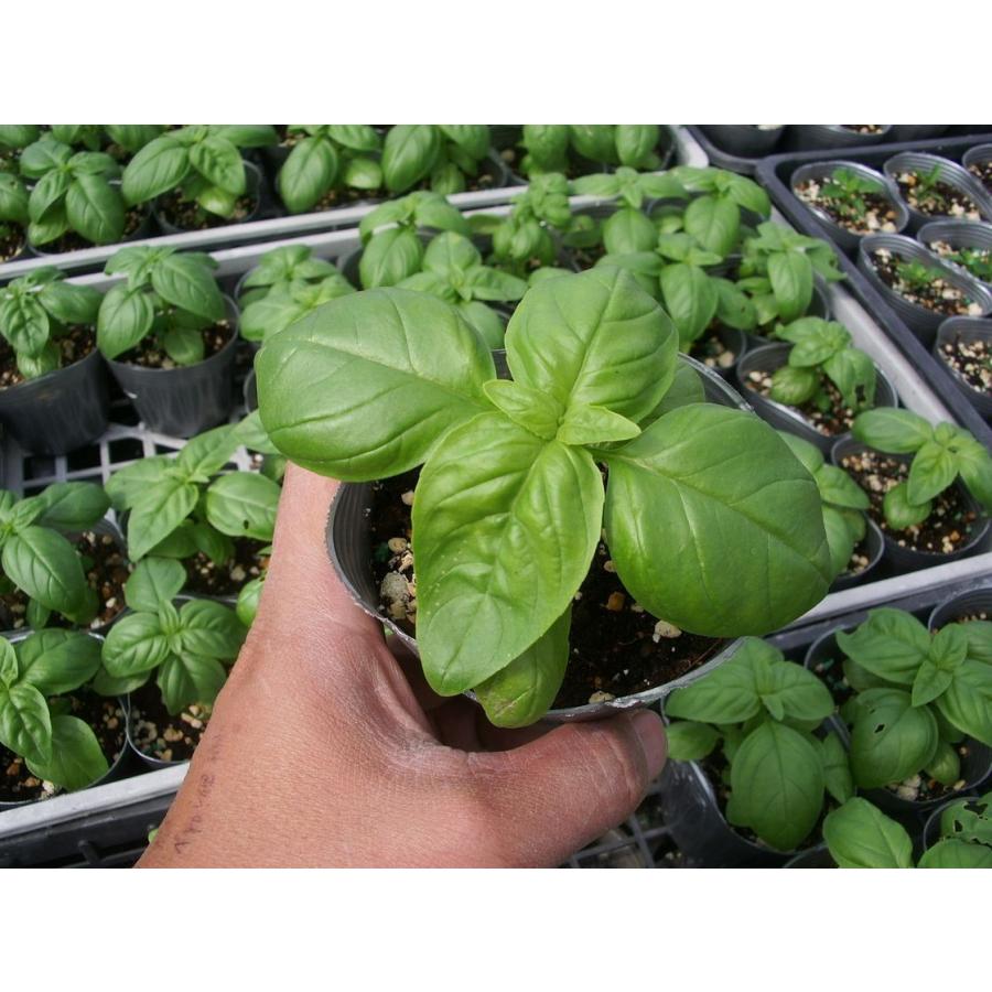 当店農場生産 バジル 9センチポット苗 料理に最適なハーブ ハニーミント 通販 Yahoo ショッピング