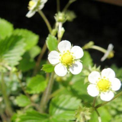 当店農場生産】ワイルドストロベリー ミグノネッテ 9cmポット苗 幸せを