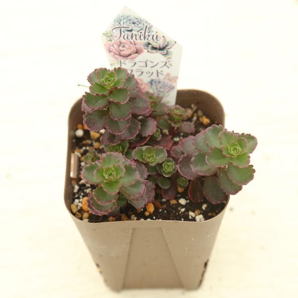 多肉植物 セダム ドラゴンズブラッド 7.5cmポット苗 : ハニーミント
