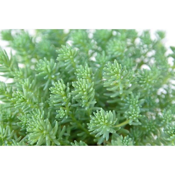 多肉植物 セダム ヒスパニクム 薄雪万年草 7 5cmポット苗 ハニーミント 通販 Yahoo ショッピング