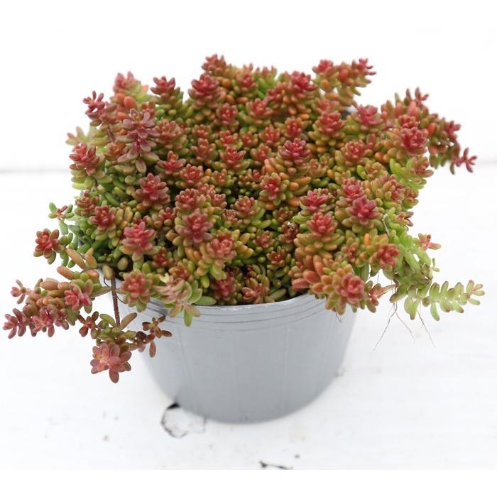 多肉植物 セダム コーラルカーペット（六条万年草） 7.5cmポット苗