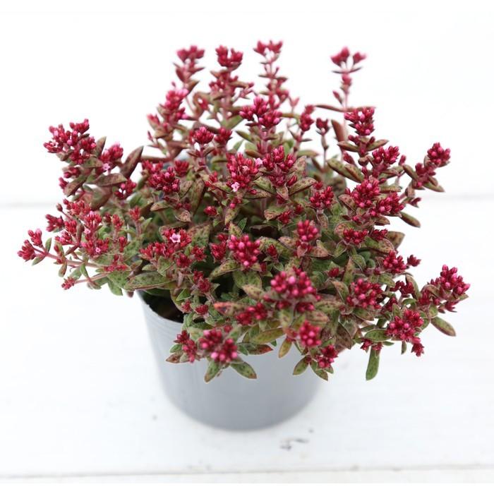 多肉植物 クラッスラ クーペリー 7.5cmポット苗|honeymint|02