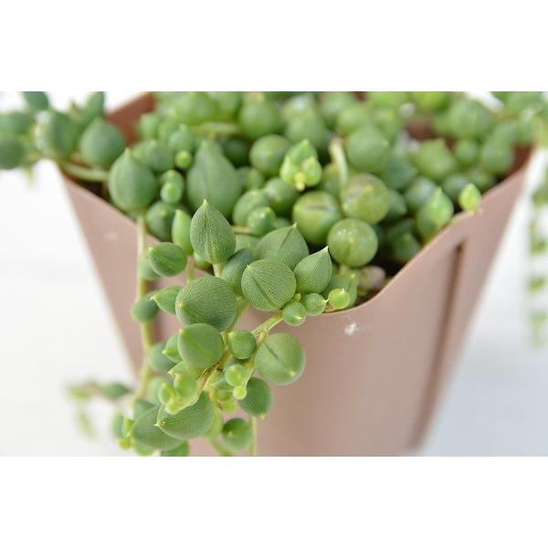 多肉植物 セネシオ グリーンネックレス 7.5cmポット苗 : ハニーミント