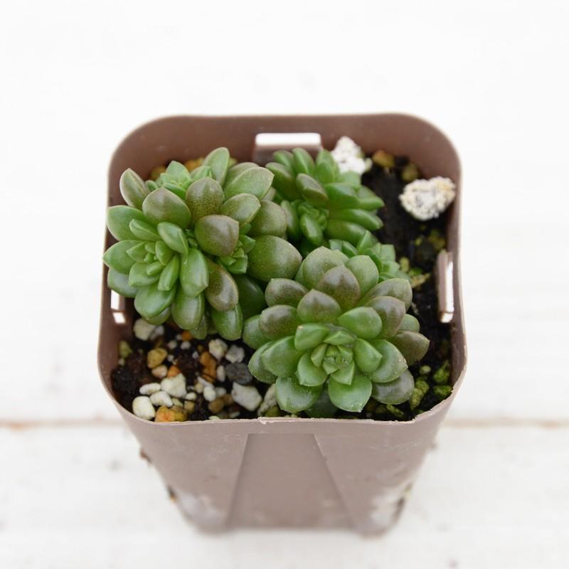 多肉植物 セダム リトルゼム 7.5cmポット苗 : ハニーミント - 通販