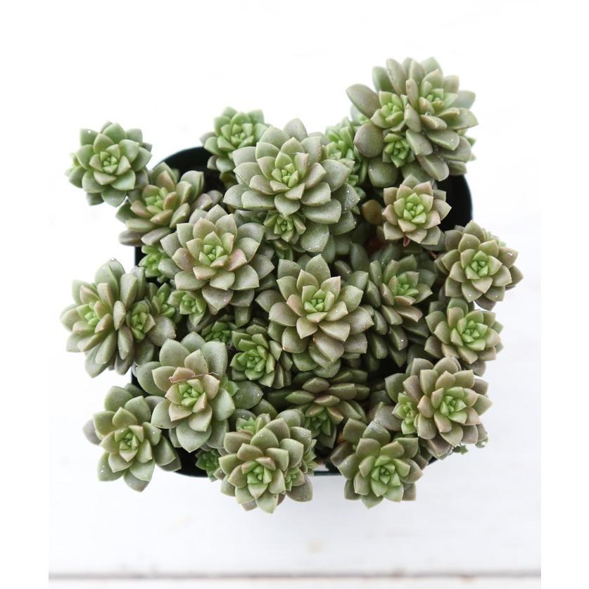 多肉植物 セダム リトルゼム 7.5cmポット苗 : ハニーミント - 通販
