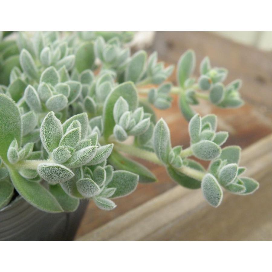 多肉植物 即納 大特価 クラッスラ 7 5cmポット苗 レモータ