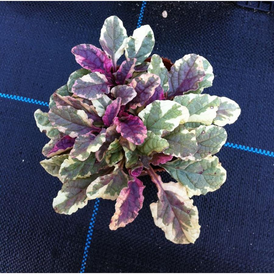 代引き不可 当店農場生産 アジュガトリカラー 苗 9cmポット苗 グランドカバーに最適