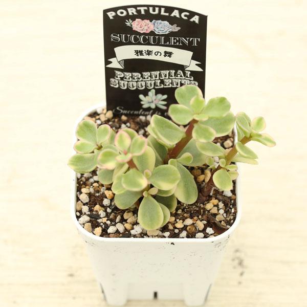 多肉植物 ポーチュラカリア 雅楽の舞 7.5cmポット苗 : ハニーミント