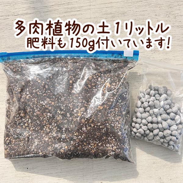 ☆送料無料☆【当店農場生産】はじめての多肉植物☆6鉢セット・土