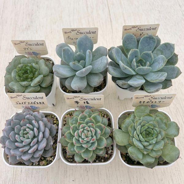 ☆送料無料☆【当店農場生産】はじめての多肉植物☆6鉢セット・土