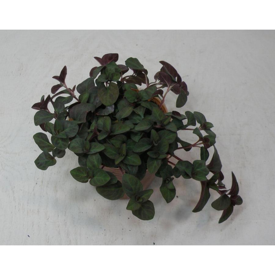 当店農場生産 リシマキア ミッドナイトサン 9cmポット苗 グランドカバーとして使えます ハニーミント 通販 Yahoo ショッピング