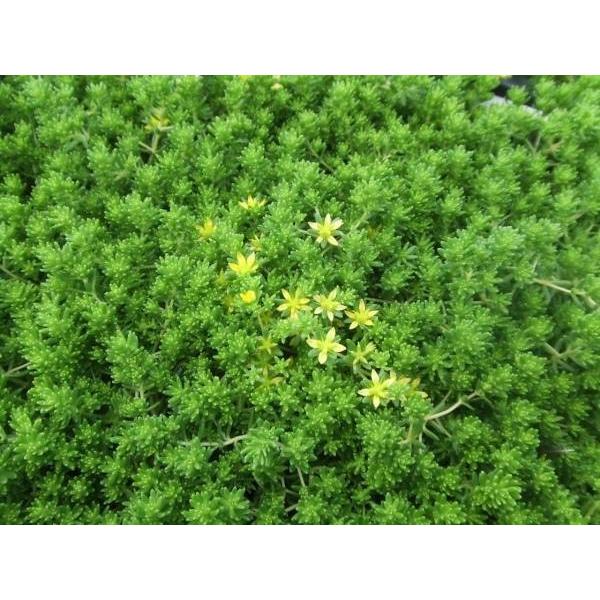 多肉植物 セダム(極細葉) モリムラ万年草 7.5cmポット苗 多肉植物 セダム(極細葉) モリムラ万年草 7.5cmポット苗