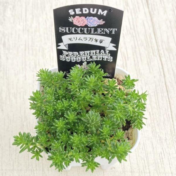 多肉植物 セダム（極細葉） モリムラ万年草 7.5cmポット苗 : ハニー