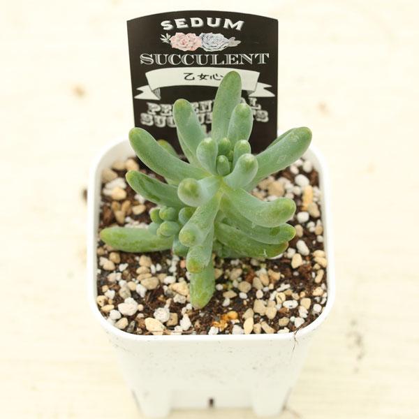 多肉植物 セダム 乙女心 7.5cmポット苗 : ハニーミント - 通販 - Yahoo