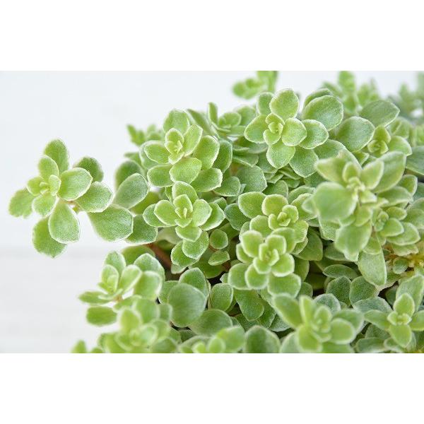 多肉植物 セダム 丸葉斑入万年草 7.5cmポット苗 : ハニーミント
