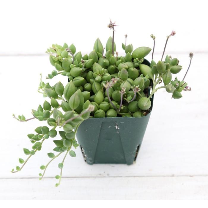 評判 多肉植物 ピーチネックレス 7 5cmポット苗 Wantannas Go Id