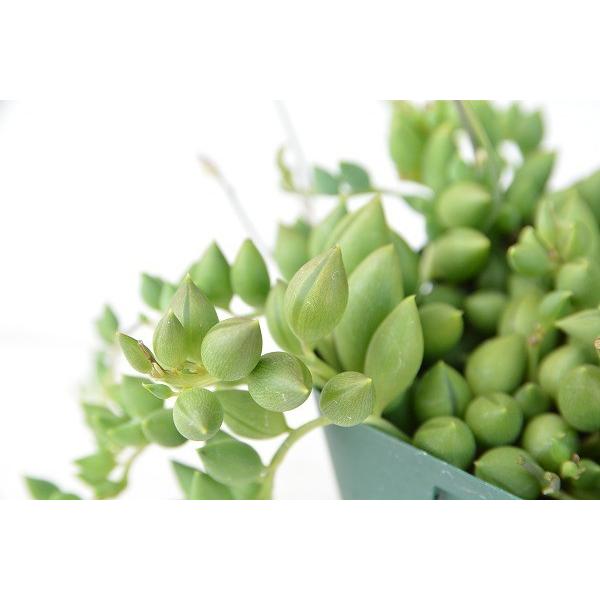 多肉植物 ピーチネックレス 7 5cmポット苗 ハニーミント 通販 Yahoo ショッピング