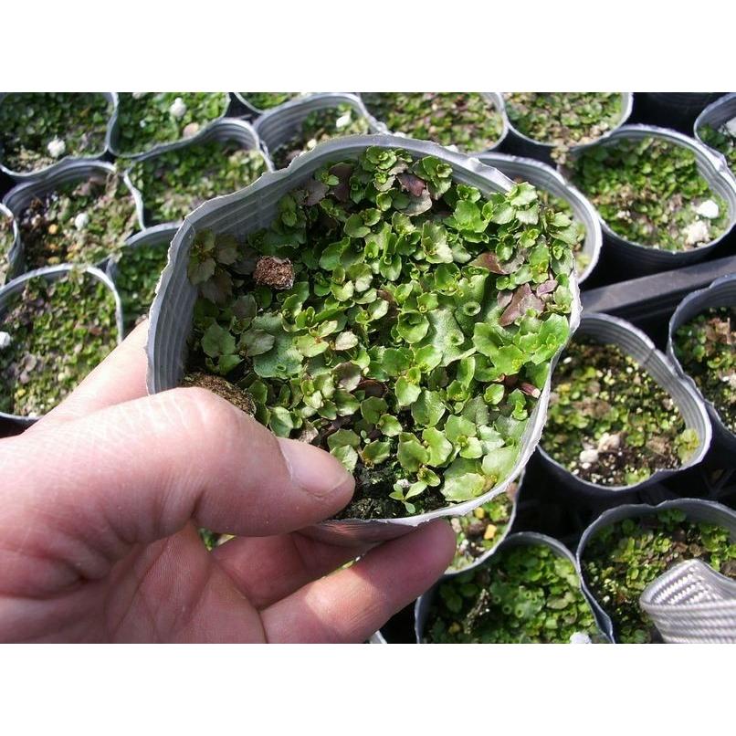 【当店農場生産】プラティア・アングラータ 9cmポット苗 宿根草 一面に白い花が咲きます♪|honeymint|02