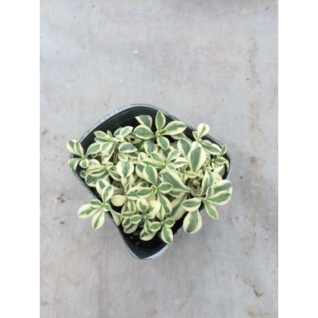 当店農場生産】斑入りシレネ 9cmポット苗 : ハニーミント - 通販