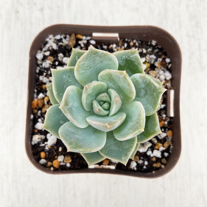 多肉植物 白牡丹 7 5cmポット苗 ハニーミント 通販 Yahoo ショッピング