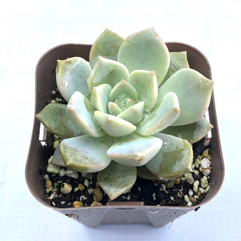 多肉植物 グラプトベリア 白牡丹 7.5cmポット苗 : ハニーミント - 通販