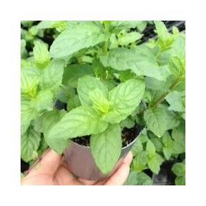 当店農場生産 ペパーミント 9センチポット苗 香りのよいハーブ ハニーミント 通販 Yahoo ショッピング