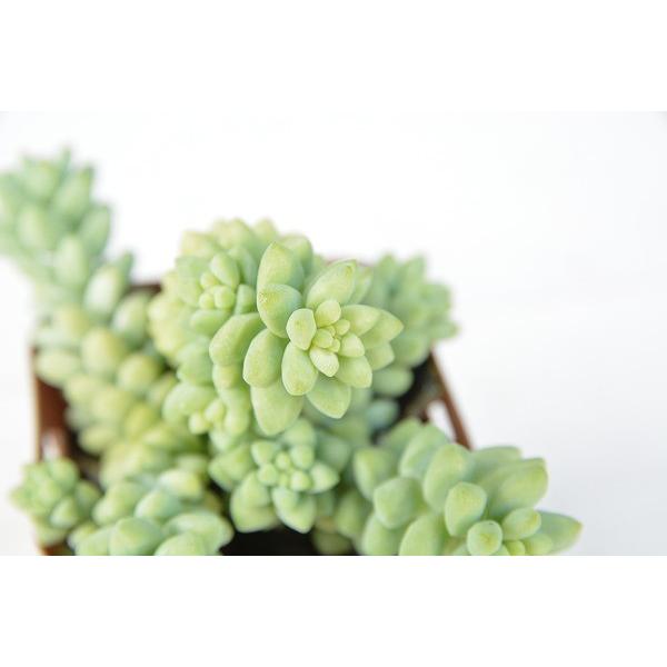 多肉植物 セダム ビアポップ 7.5cmポット苗 : ハニーミント - 通販