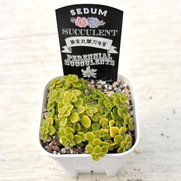 多肉植物 セダム 黄金丸葉万年草 7.5cmポット苗 耐寒性 : ハニー 多肉植物 セダム 黄金丸葉万年草 7.5cmポット苗 耐寒性 : ハニー
