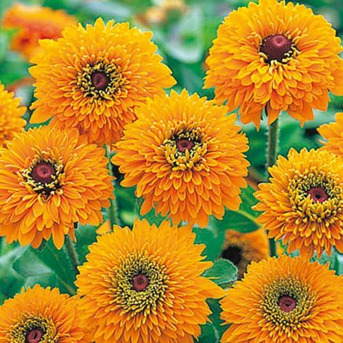 当店農場生産】ルドベキア マヤ 9cmポット苗 耐寒性宿根草 : ハニー