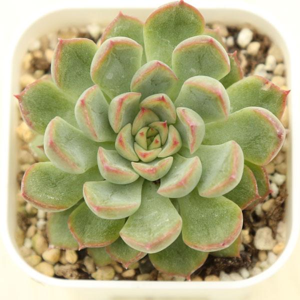 多肉植物 メビナ 7 5cmポット苗 ハニーミント 通販 Yahoo ショッピング