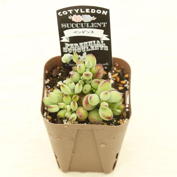 多肉植物 コチレドン ペンデンス 7.5cmポット苗 : ハニーミント - 通販