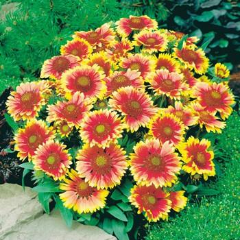 当店農場生産 ガイラルディア アリゾナサン 9cmポット苗 寒さに強く毎年咲きます ハニーミント 通販 Yahoo ショッピング