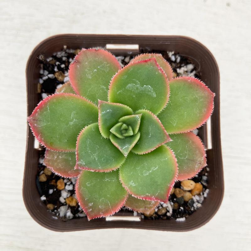 多肉植物 アエオニウム 夕映え 7 5cmポット苗 ハニーミント 通販 Yahoo ショッピング