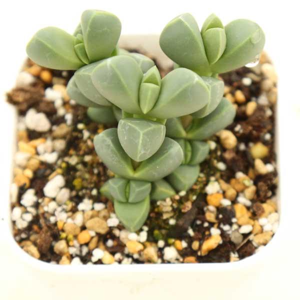 多肉植物 ランプランツ レーマニー メセン 7 5cmポット苗 ハニーミント 通販 Yahoo ショッピング