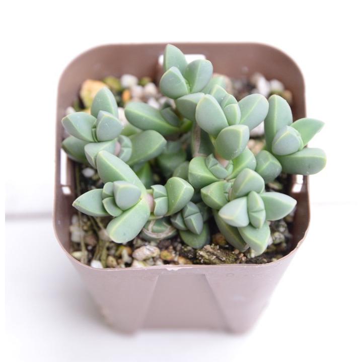 多肉植物 ランプランツ レーマニー メセン 7 5cmポット苗 ハニーミント 通販 Yahoo ショッピング