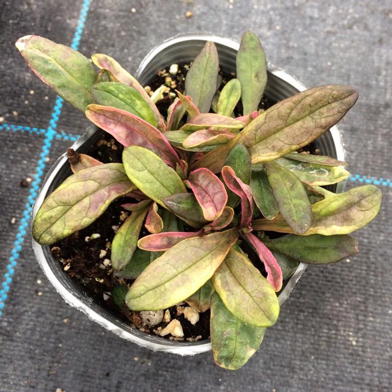 当店農場生産】アジュガ デュキシーチップ 9cmポット苗 グランドカバー