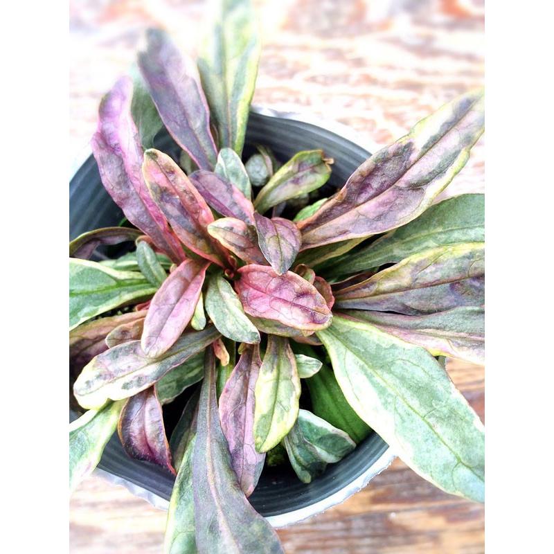 当店農場生産】アジュガ デュキシーチップ 9cmポット苗 グランドカバー