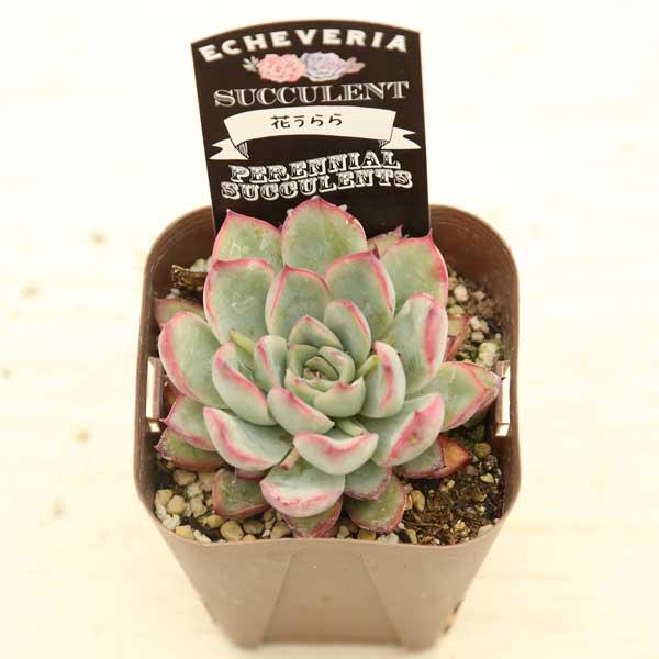 多肉植物 エケベリア 花うらら 7.5cmポット苗 : ハニーミント - 通販