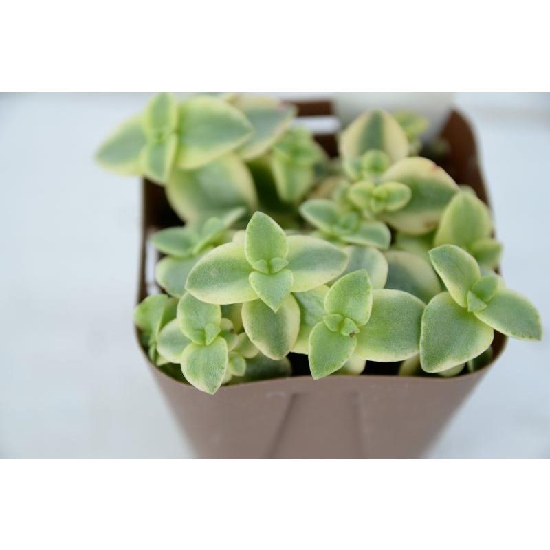 多肉植物 クラッスラ ペルシダ錦 7.5cmポット苗 : ハニーミント - 通販