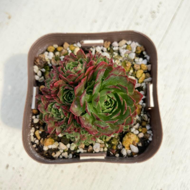 多肉植物 ロスラリア プラティフィラ 7.5cmポット苗 : ハニーミント