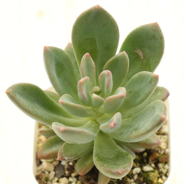 即出荷 多肉植物 エケベリア レズリー 7.5cmポット苗 即出荷 多肉植物 エケベリア レズリー 7.5cmポット苗