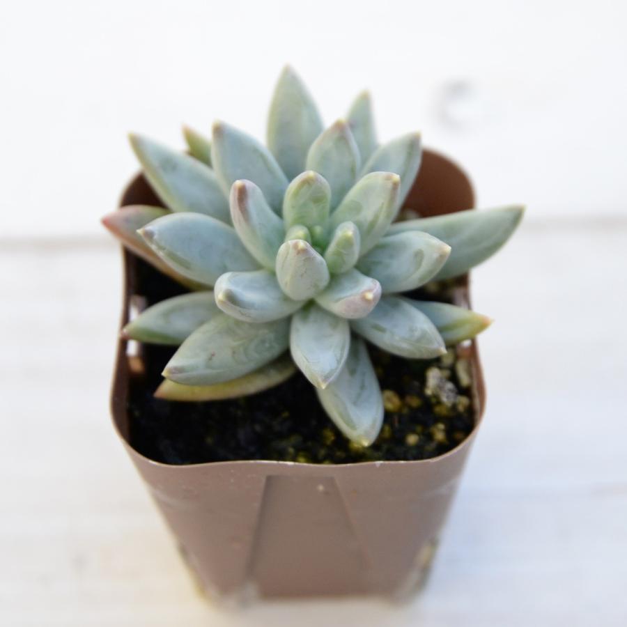 多肉植物 パキフィツム 千代田の松 7 5cmポット苗 ハニーミント 通販 Yahoo ショッピング