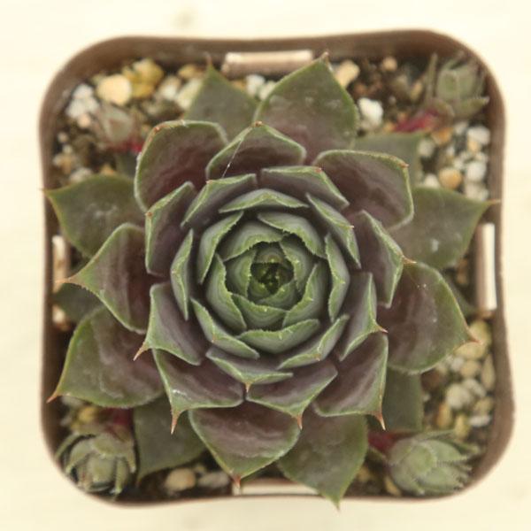1ポット400円 センペルビウム 7.5cmポット 7 多肉植物 センペルビウム チェリーフロスト 7.5cmポット苗 : ハニー
