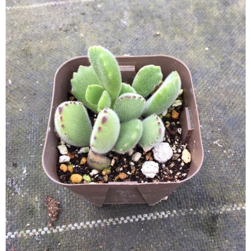 多肉植物 コチレドン 熊童子 7 5cmポット苗 ハニーミント 通販 Yahoo ショッピング