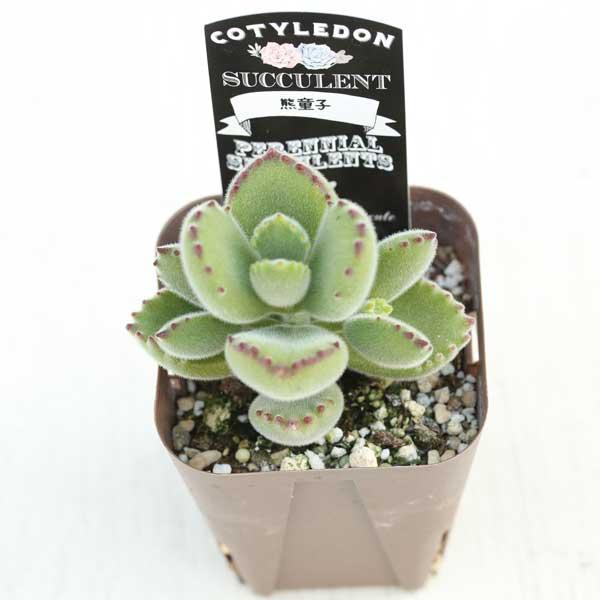 多肉植物 コチレドン 熊童子 7.5cmポット苗 : ハニーミント 多肉植物 コチレドン 熊童子 7.5cmポット苗 : ハニーミント