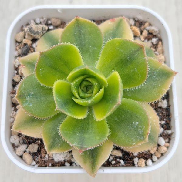 18#多肉植物アエオニウム錦❤️ サンバースト❤️5頭17cm拔き苗 多肉植物 アエオニウム サンバースト 7.5cmポット苗 : ハニーミント