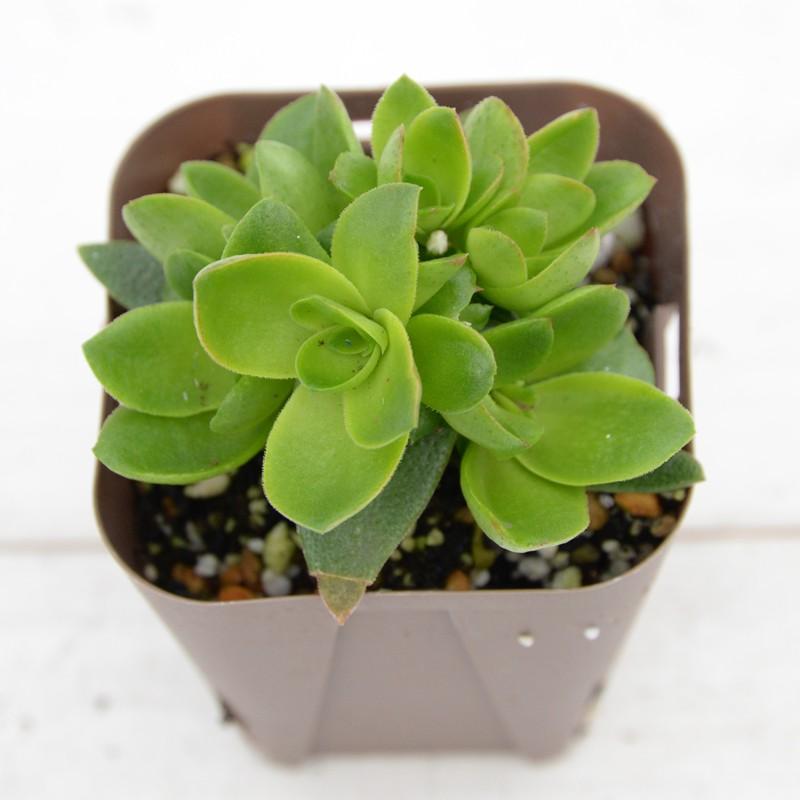 多肉植物 クラッスラ 火祭り 7 5cmポット苗 ハニーミント 通販 Yahoo ショッピング