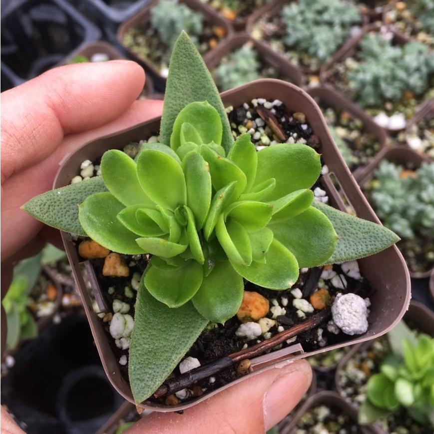 多肉植物 クラッスラ 火祭り 7 5cmポット苗 ハニーミント 通販 Yahoo ショッピング